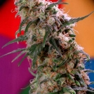 Super Haze Cannabisblüte – gewachsen aus Feminisierte Hanfsamen von Dutch Passion