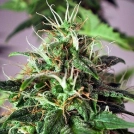 Taiga Cannabisblüte – gewachsen aus Automatic Hanfsamen von Dutch Passion