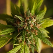 Trance Cannabisblüte – gewachsen aus Feminisierte Hanfsamen von Dutch Passion