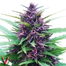 Twilight Cannabisblüte – gewachsen aus Feminisierte Hanfsamen von Dutch Passion
