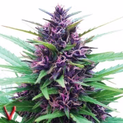 Twilight Cannabisblüte – gewachsen aus Feminisierte Hanfsamen von Dutch Passion