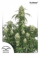 Ultimate Cannabisblüte – gewachsen aus Feminisierte Hanfsamen von Dutch Passion
