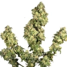 Ultra Skunk Cannabisblüte – gewachsen aus Feminisierte Hanfsamen von Dutch Passion