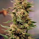 Voodoo Cannabisblüte – gewachsen aus Feminisierte Hanfsamen von Dutch Passion