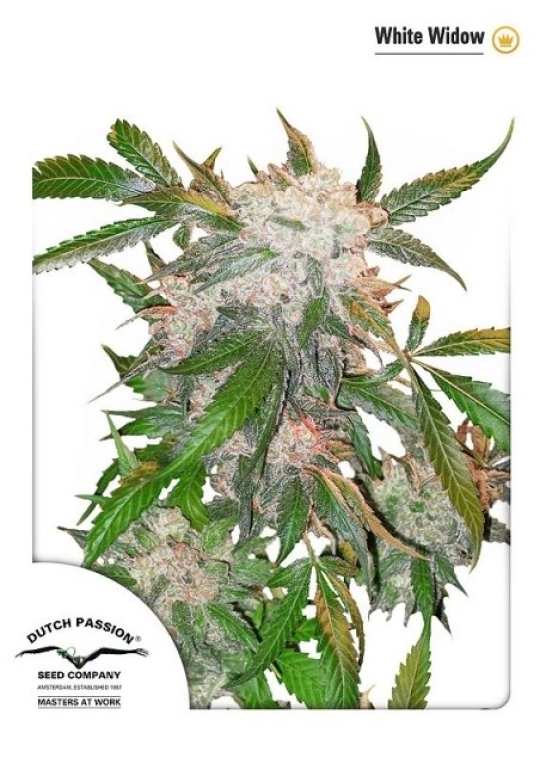 White Widow – Dutch Passion – Feminisiert
