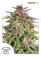 Frisian Dew Cannabisblüte – gewachsen aus Feminisierte Hanfsamen von Dutch Passion