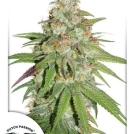 Glueberry OG Cannabisblüte – gewachsen aus Feminisierte Hanfsamen von Dutch Passion