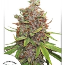 Glueberry OG Auto Cannabisblüte – gewachsen aus Automatic Hanfsamen von Dutch Passion
