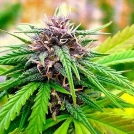 Hollands Hope Cannabisblüte – gewachsen aus Feminisierte Hanfsamen von Dutch Passion