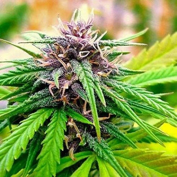 Hollands Hope Cannabisblüte – gewachsen aus Feminisierte Hanfsamen von Dutch Passion