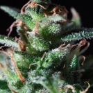 La Lybella Cannabisblüte – gewachsen aus Feminisierte Hanfsamen von Dutch Passion