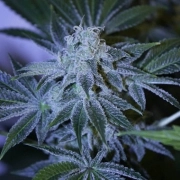 Night Queen Cannabisblüte – gewachsen aus Feminisierte Hanfsamen von Dutch Passion