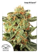 Orange HIll Special Cannabisblüte – gewachsen aus Feminisierte Hanfsamen von Dutch Passion