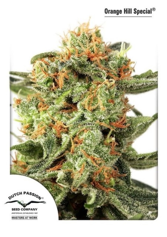 Orange HIll Special – Dutch Passion – Feminisiert