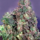 Original Flo Cannabisblüte – gewachsen aus Feminisierte Hanfsamen von Dutch Passion