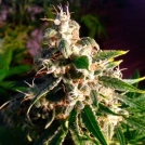 Think Different Cannabisblüte – gewachsen aus Automatic Hanfsamen von Dutch Passion