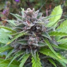 Tundra Cannabisblüte – gewachsen aus Feminisierte Hanfsamen von Dutch Passion