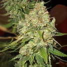 Blackberry OG Cannabisblüte – gewachsen aus Feminisierte Hanfsamen von Emerald Triangle