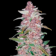 Blackberry Auto Cannabis Blüte - gewachsen aus Automatic Hanfsamen für den Anbau