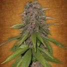 C4 Auto Cannabisblüte – gewachsen aus Automatic Hanfsamen von FastBuds Seeds