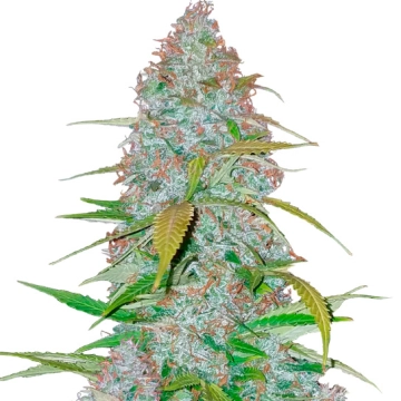 Californian Snow Auto Cannabisblüte – gewachsen aus Automatic Hanfsamen von FastBuds Seeds