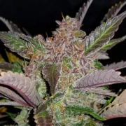 Cream Cookies Auto Cannabisblüte – gewachsen aus Automatic Hanfsamen von FastBuds Seeds