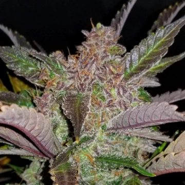 Cream Cookies Auto Cannabisblüte – gewachsen aus Automatic Hanfsamen von FastBuds Seeds