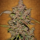 Crystal Meth Auto Cannabisblüte – gewachsen aus Feminisierte Hanfsamen von FastBuds Seeds