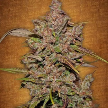 Crystal Meth Auto Cannabisblüte – gewachsen aus Feminisierte Hanfsamen von FastBuds Seeds