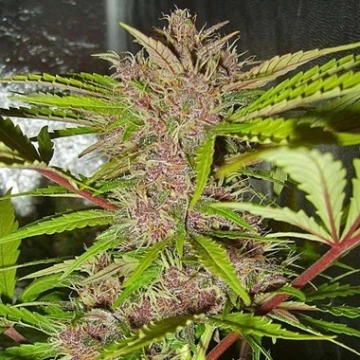 Fastberry Auto Cannabisblüte – gewachsen aus Automatic Hanfsamen von FastBuds Seeds