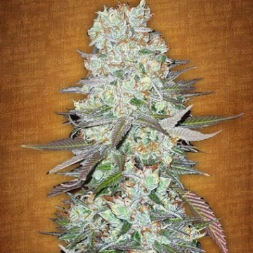 G14 Auto Cannabisblüte – gewachsen aus Automatic Hanfsamen von FastBuds Seeds