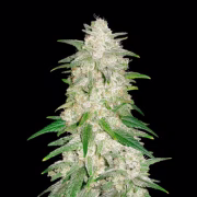 Gelato Auto Cannabisblüte – gewachsen aus Automatic Hanfsamen von FastBuds Seeds