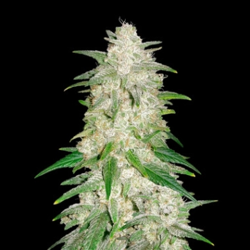 Gelato Auto Cannabisblüte – gewachsen aus Automatic Hanfsamen von FastBuds Seeds