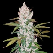 Girl Scout Cookies Auto – FastBuds – Autoflowering