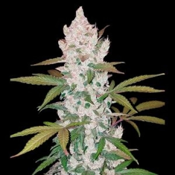 Girl Scout Cookies Auto Cannabisblüte – gewachsen aus Automatic Hanfsamen von FastBuds Seeds