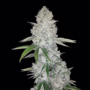 Gorilla Glue Auto Cannabisblüte – gewachsen aus Automatic Hanfsamen von FastBuds Seeds