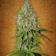 Grapefruit Auto Cannabisblüte – gewachsen aus Automatic Hanfsamen von FastBuds Seeds