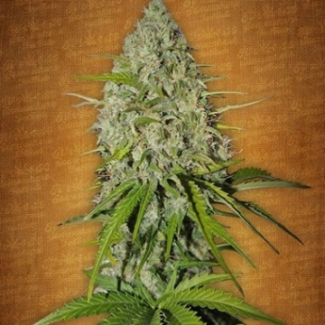 Grapefruit Auto Cannabisblüte – gewachsen aus Automatic Hanfsamen von FastBuds Seeds