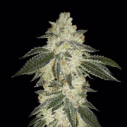Green Crack Auto Cannabisblüte – gewachsen aus Automatic Hanfsamen von FastBuds Seeds