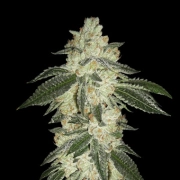 Green Crack Auto Cannabisblüte – gewachsen aus Automatic Hanfsamen von FastBuds Seeds