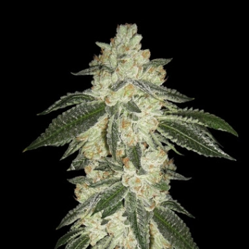 Green Crack Auto Cannabisblüte – gewachsen aus Automatic Hanfsamen von FastBuds Seeds