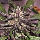 LSD-25 Auto Cannabisblüte – gewachsen aus Automatic Hanfsamen von FastBuds Seeds