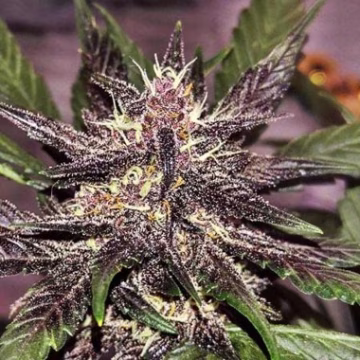 LSD-25 Auto Cannabisblüte – gewachsen aus Automatic Hanfsamen von FastBuds Seeds