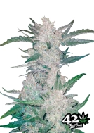 Mexican Airlines Cannabisblüte – gewachsen aus Automatic Hanfsamen von FastBuds Seeds