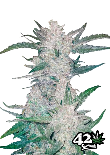 Mexican Airlines Cannabisblüte – gewachsen aus Automatic Hanfsamen von FastBuds Seeds