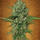 Northern Express Auto Cannabisblüte – gewachsen aus Automatic Hanfsamen von FastBuds Seeds