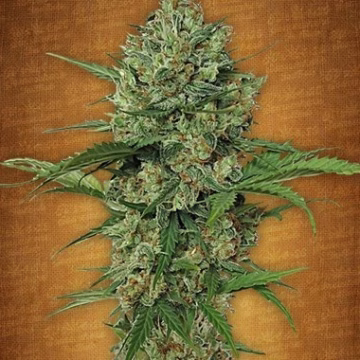 Northern Express Auto Cannabisblüte – gewachsen aus Automatic Hanfsamen von FastBuds Seeds