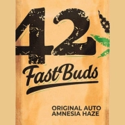 Original Auto Amnesia Haze Cannabisblüte – gewachsen aus Automatic Hanfsamen von FastBuds Seeds
