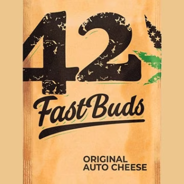 Original Auto Cheese Cannabisblüte – gewachsen aus Automatic Hanfsamen von FastBuds Seeds
