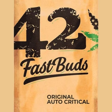 Original Auto Critical Cannabisblüte – gewachsen aus Automatic Hanfsamen von FastBuds Seeds